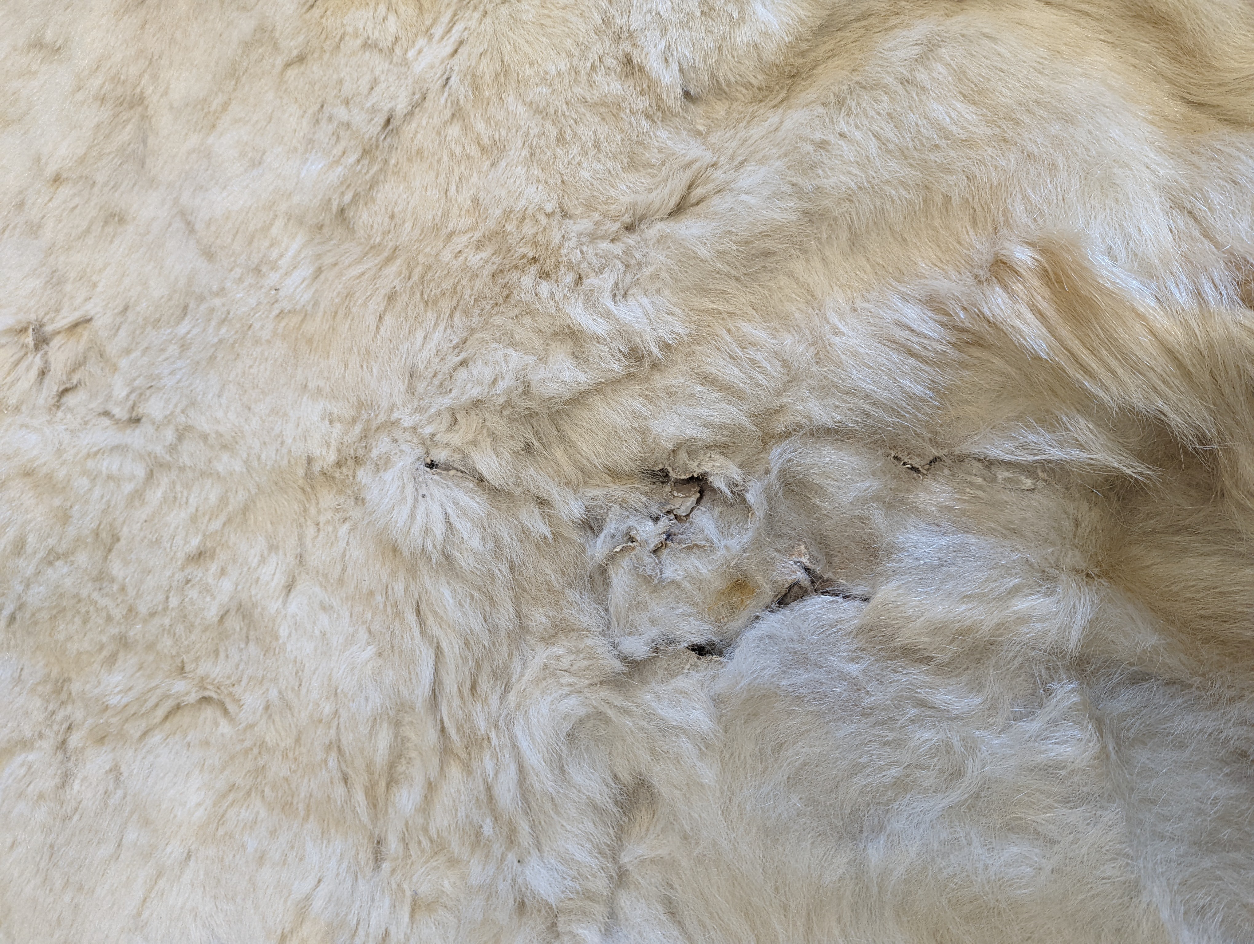 Taxidermy, Polar bear skin (Yrsus Maritimus), a large adult skin rug with head mount, mouth open, pads with claws, backed onto canvas, nose to tail approx. 260cm